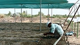 Bank of Khartoum: Profit Sharing for Farmers